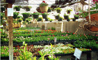 Mount Vernon Missouri Florist in Mt. Vernon Missouri