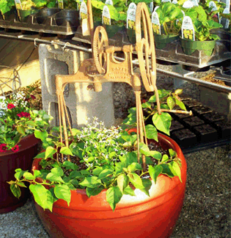 Mount Vernon Missouri Florist in Mt. Vernon Missouri